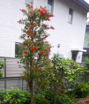 ［堺市南区］庭のキンポウジユが真っ赤になりました！