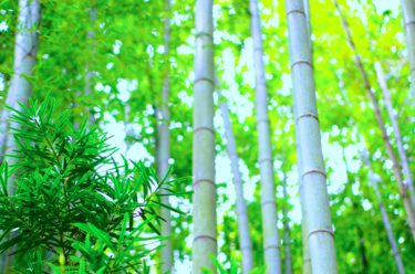 ［堺市南区］南部処理場の竹でコースターを作る