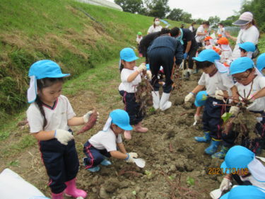 ［堺市南区］イモ掘りしたい人募る　みないき農業塾が10月29日に　畑会館集合
