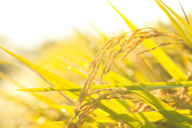 ［堺市南区］稲刈りをしませんか　10月22日、釜室の田んぼで