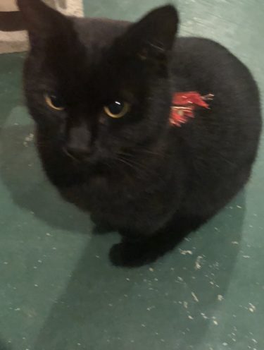 ［堺市南区］迷子の黒猫ちゃんがいます　泉田中にて【投稿】