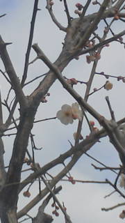 ［堺市南区］♪咲いた～咲いた～我が家の梅の花【投稿】