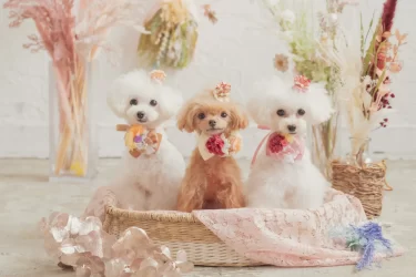 ［堺市中区］ワンちゃんの美と健康を／Dog Grooming Salon COLON
