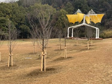 ［堺市南区］荒山公園の風車広場に桜を植栽【投稿】