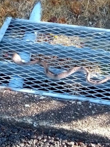 ［堺市南区］ドキッ！新檜尾台小学校近くで蛇に遭遇【投稿】