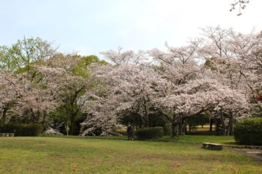桜情報2024・2023年の晴美公園