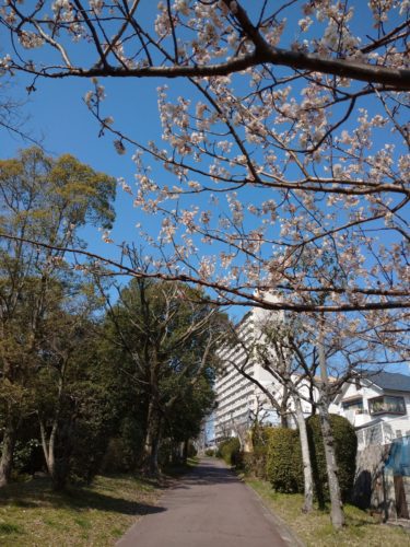 ［堺市南区］泉北ニュータウンも春ですね【投稿】
