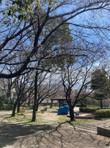 ［和泉市］桜の開花観察レポート！　ぞうさん公園、３月29日の状況【投稿】