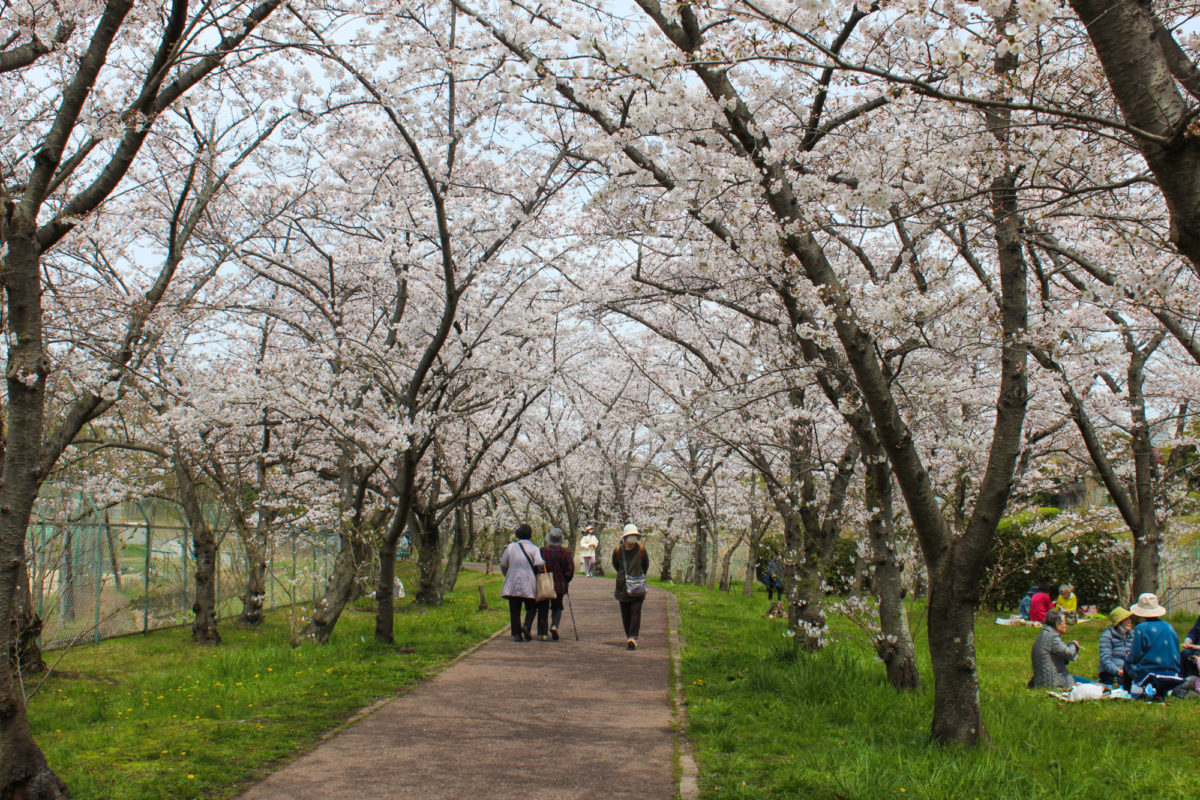 桜満開-甲斐田川沿い