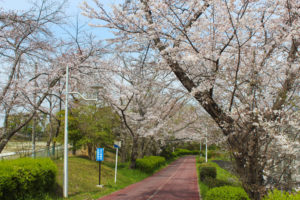 桜満開-原山台緑道2024