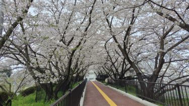 ［堺市南区］パンジョ前の桜のトンネル【桜情報2024・投稿】