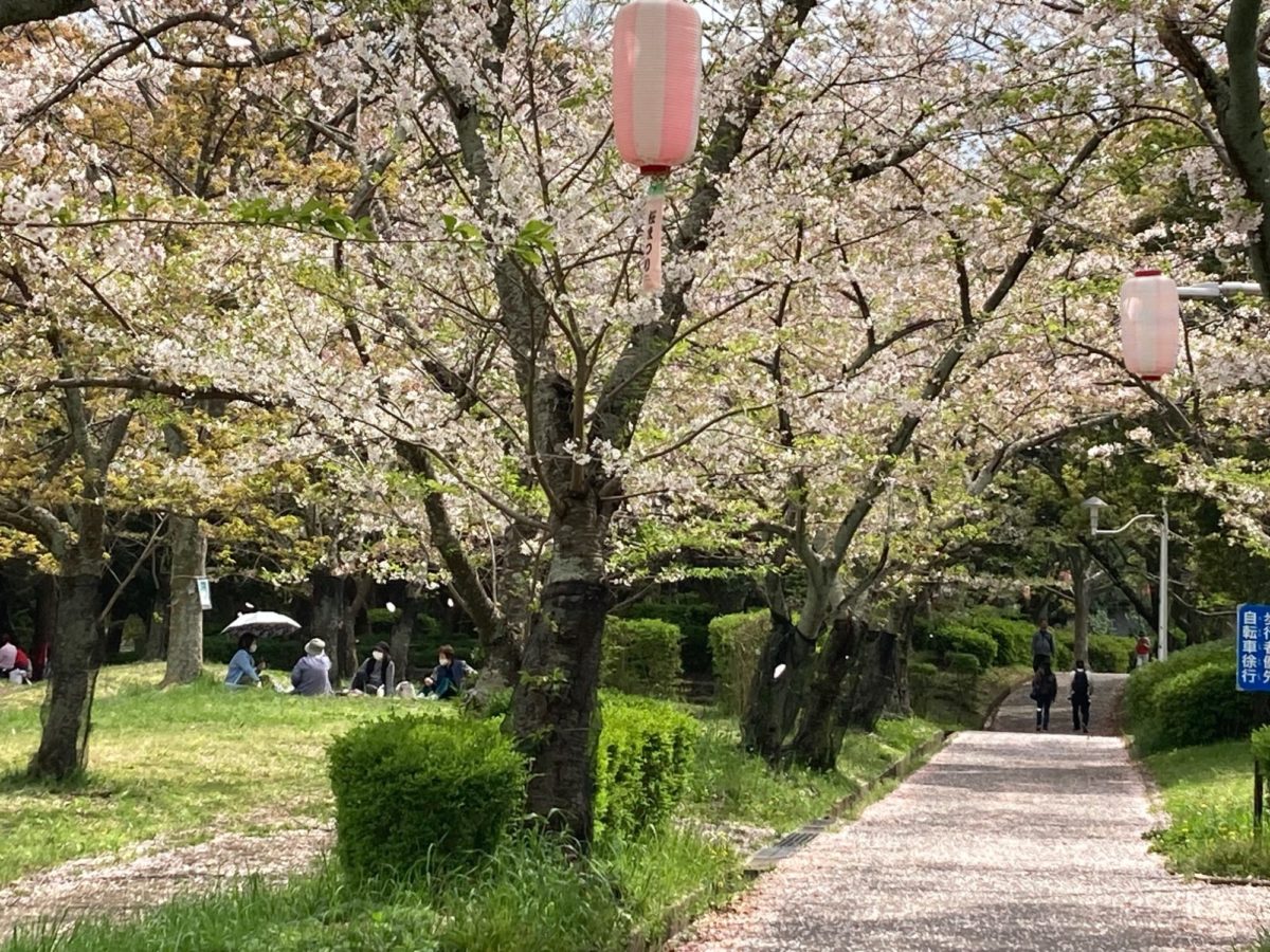 泉北ニュータウンの葉桜