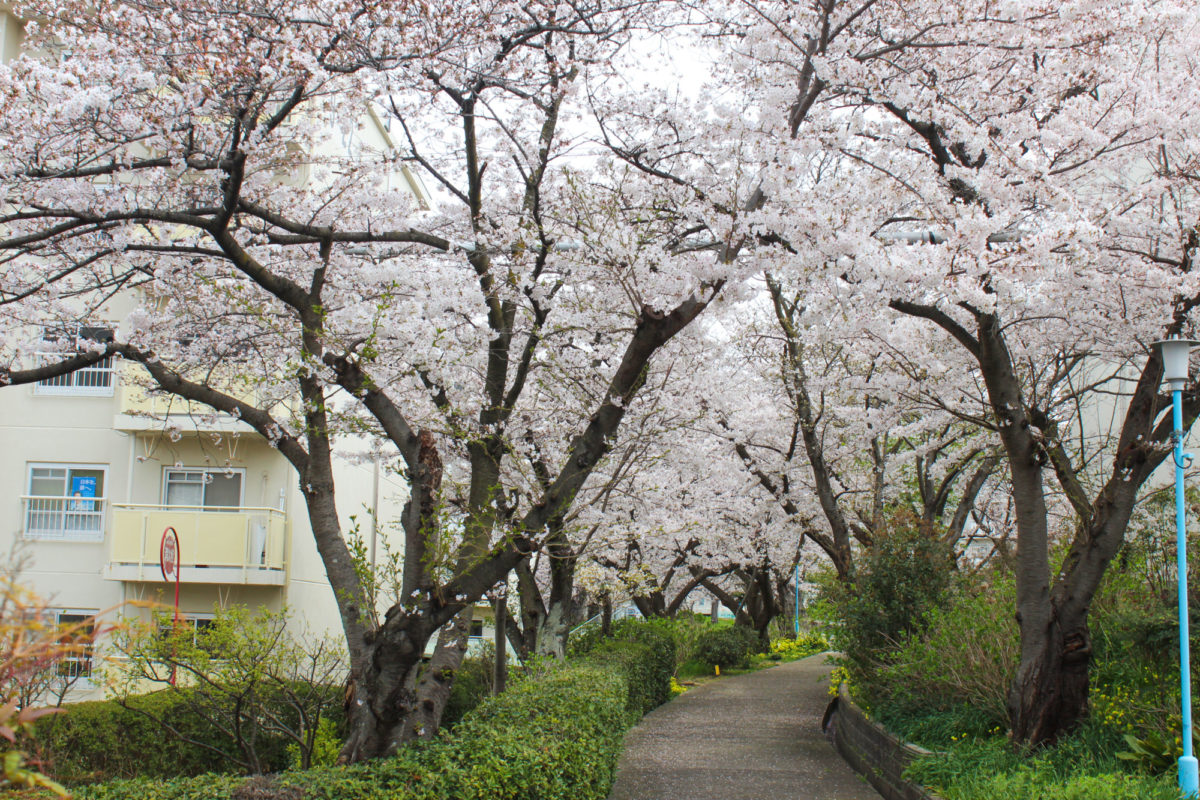 桜満開-赤坂台３丁の古木