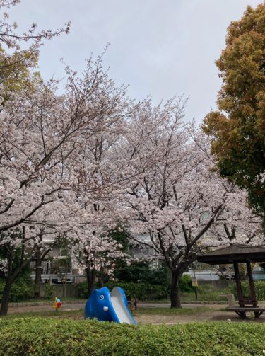 ［和泉市］桜情報、パート３　ぞうさん公園、満開【投稿】