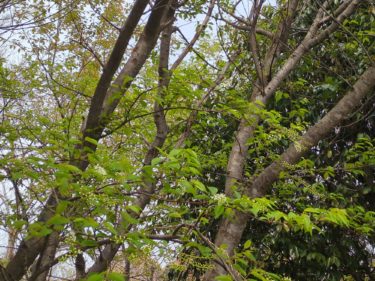 ［和泉市］春を彩る美しい風景　松尾寺公園のウワミズザクラが開花【投稿】