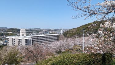 ［河内長野市］美加の台の桜が満開間近です【投稿】