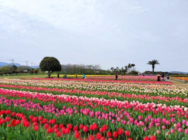 ［和泉市］春の花が満開！チューリップ畑が見事なグラデーションを披露／和泉リサイクル環境公園