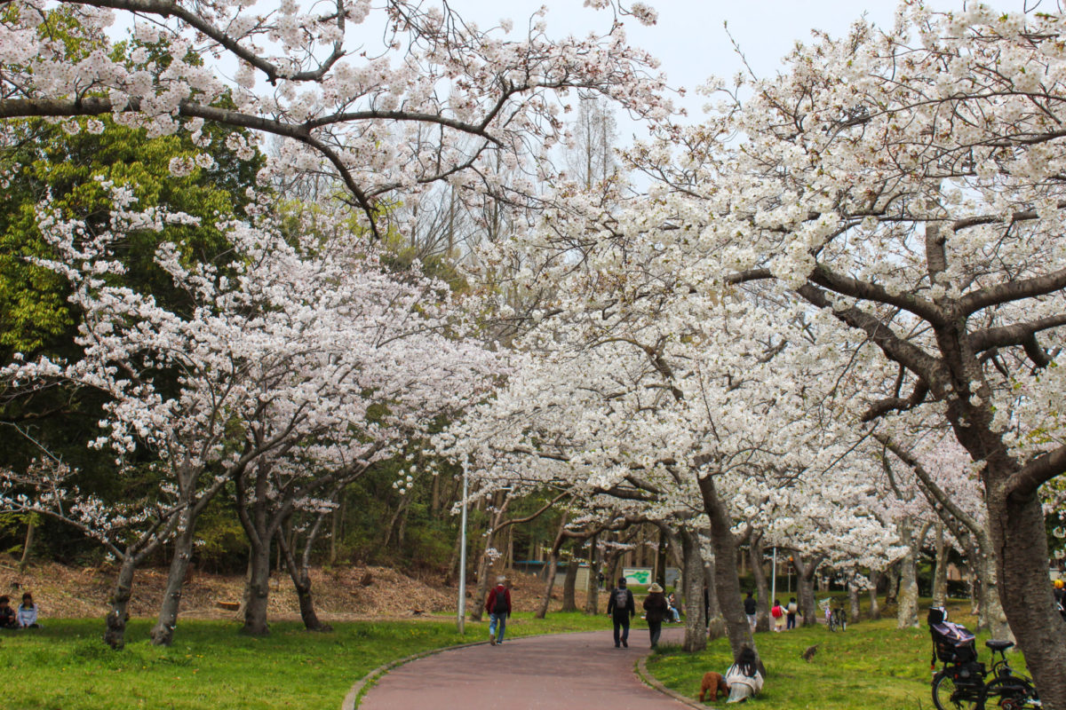 桜満開-新檜尾公園