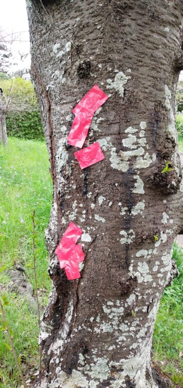 住民がクビアカの飛び出しを防ぐテープを貼った桜の幹