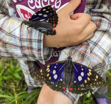 ［和泉市］国蝶を間近で観察　６月22日、エコールいずみで「オオムラサキ祭り」
