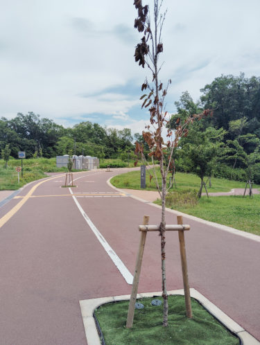 ［堺市南区］原山台緑道に〝直立型〞の桜　緑の陰、期待できず　しかも枯死が続出