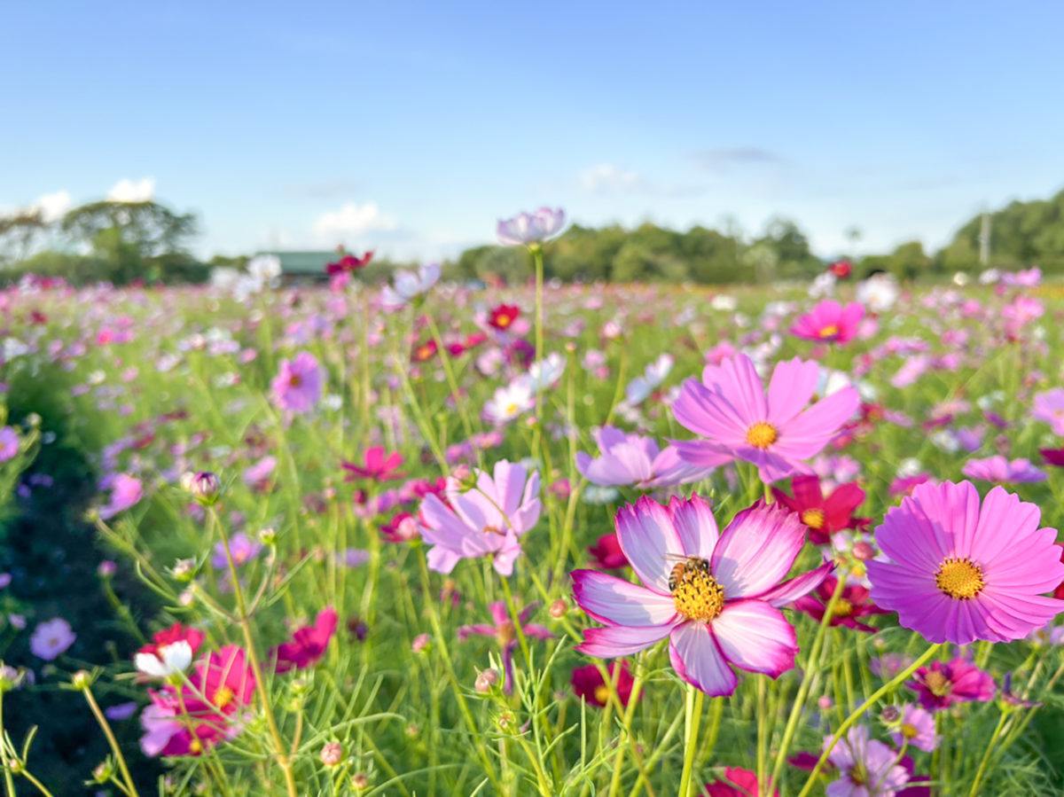 和泉市］コスモスが見頃 11月初旬頃まで｜泉北・金剛さやまコミュニティ