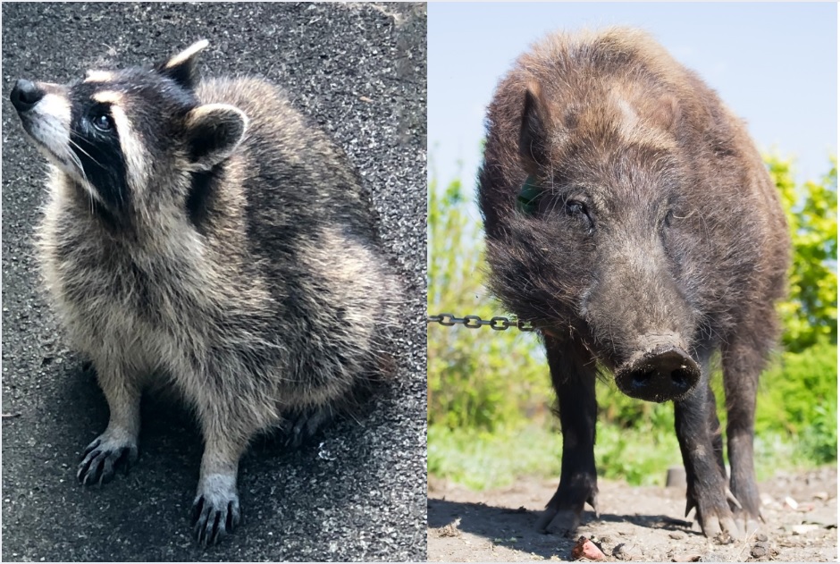 アライグマ・イノシシ