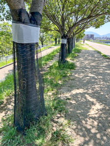 狭山池クビアカ撲滅1