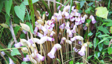 ［富田林市］９月23日、錦織公園で「秋の自然観察会」が開催