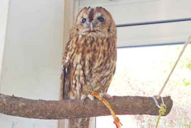 ［河内長野市］花の文化園で動物と触れ合おう！フクロウやモルモットなど