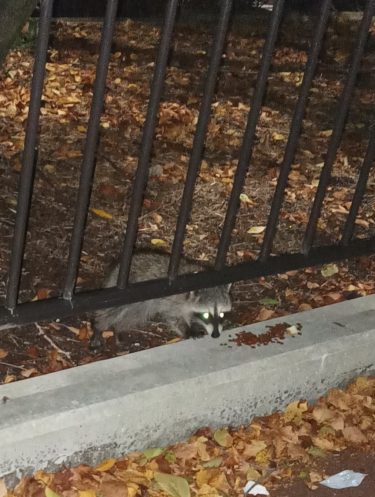 ［堺市南区］アライグマ！？【投稿】