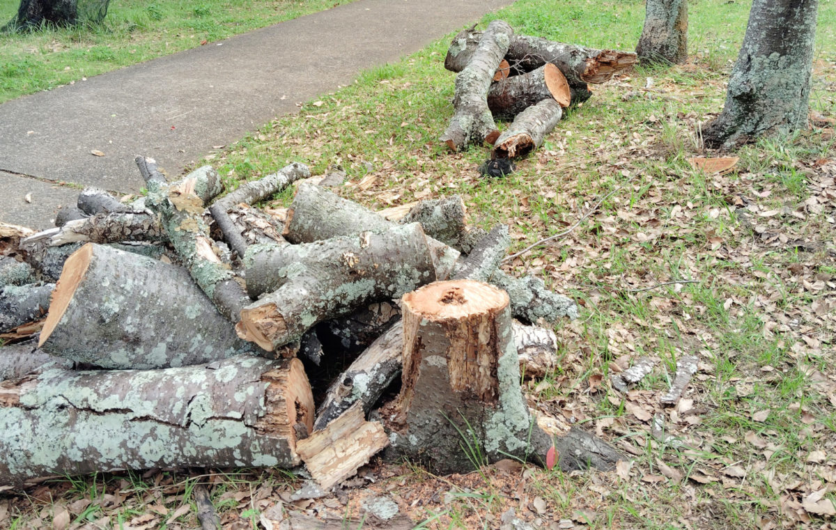 クビアカ被害の桜