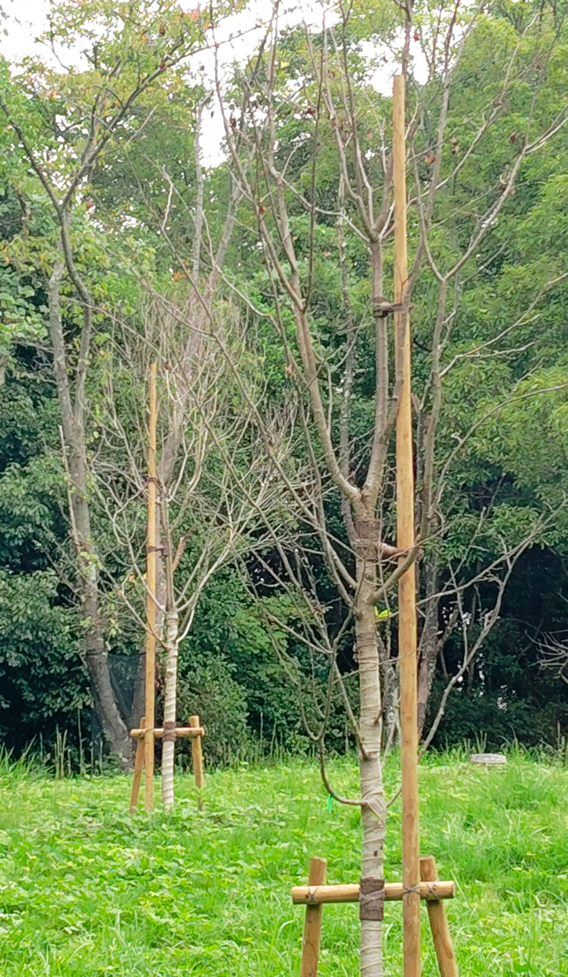 槇塚台4丁で補植された桜