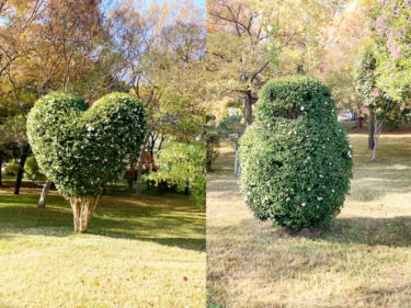 ［金剛公民館］心暖まる剪定【投稿】