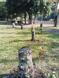 伐採された切り株が続く御池公園