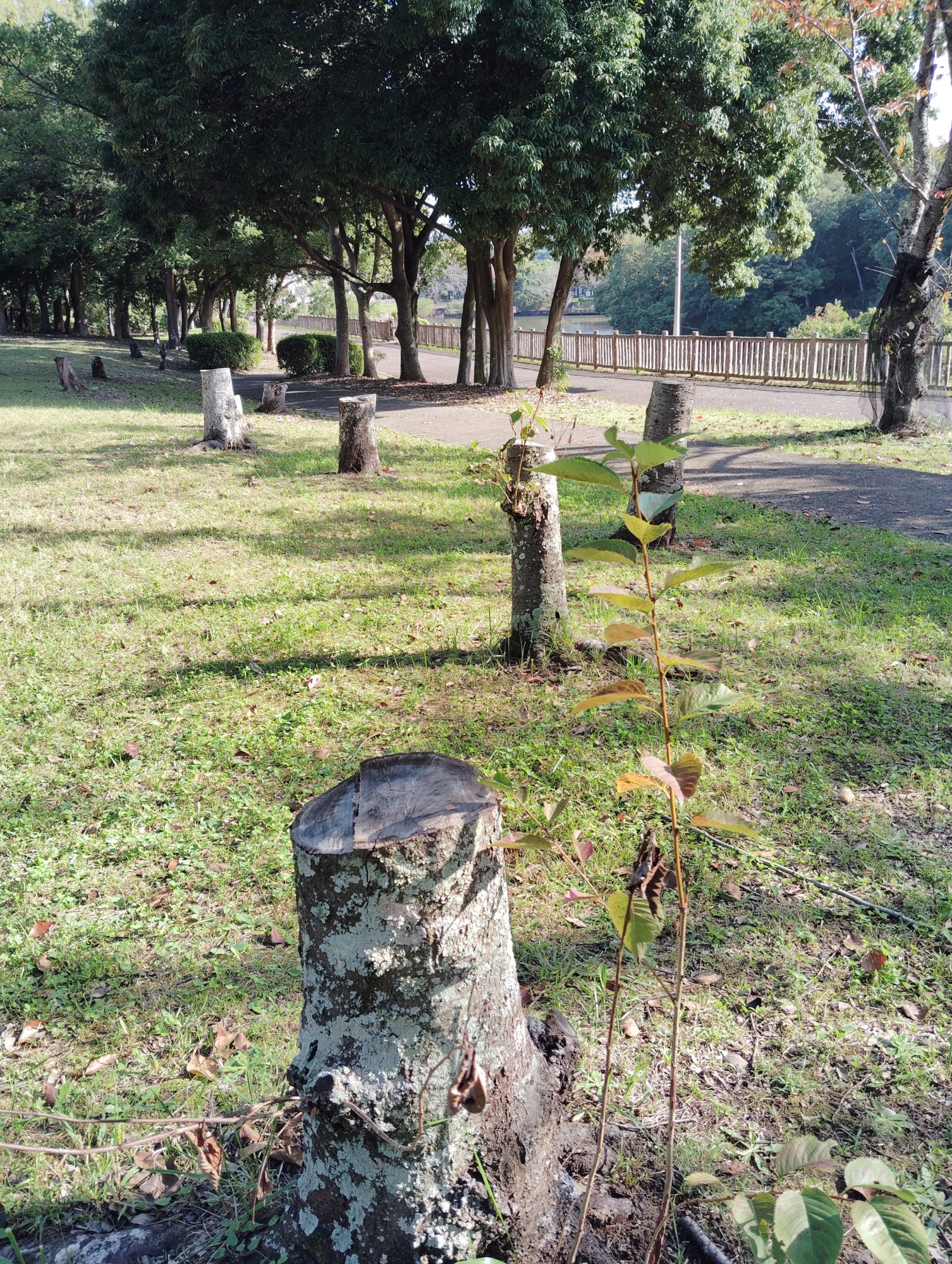 伐採された切り株が続く御池公園