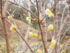 ソシンロウバイ（2025年2月撮影錦織公園写真提供）