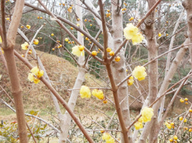 ソシンロウバイ（2025年2月撮影錦織公園写真提供）