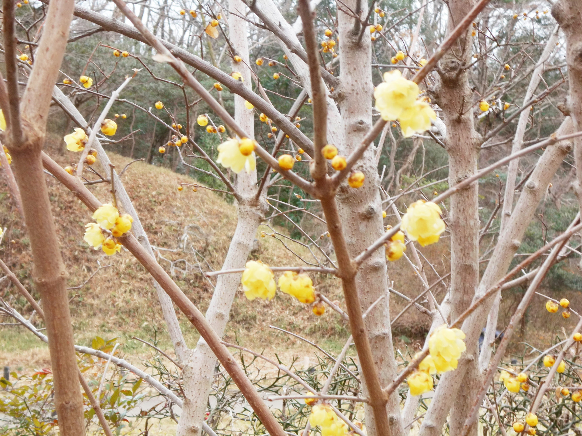 ソシンロウバイ（2025年2月撮影錦織公園写真提供）