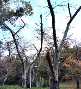 桜の立ち枯れ　桃山台