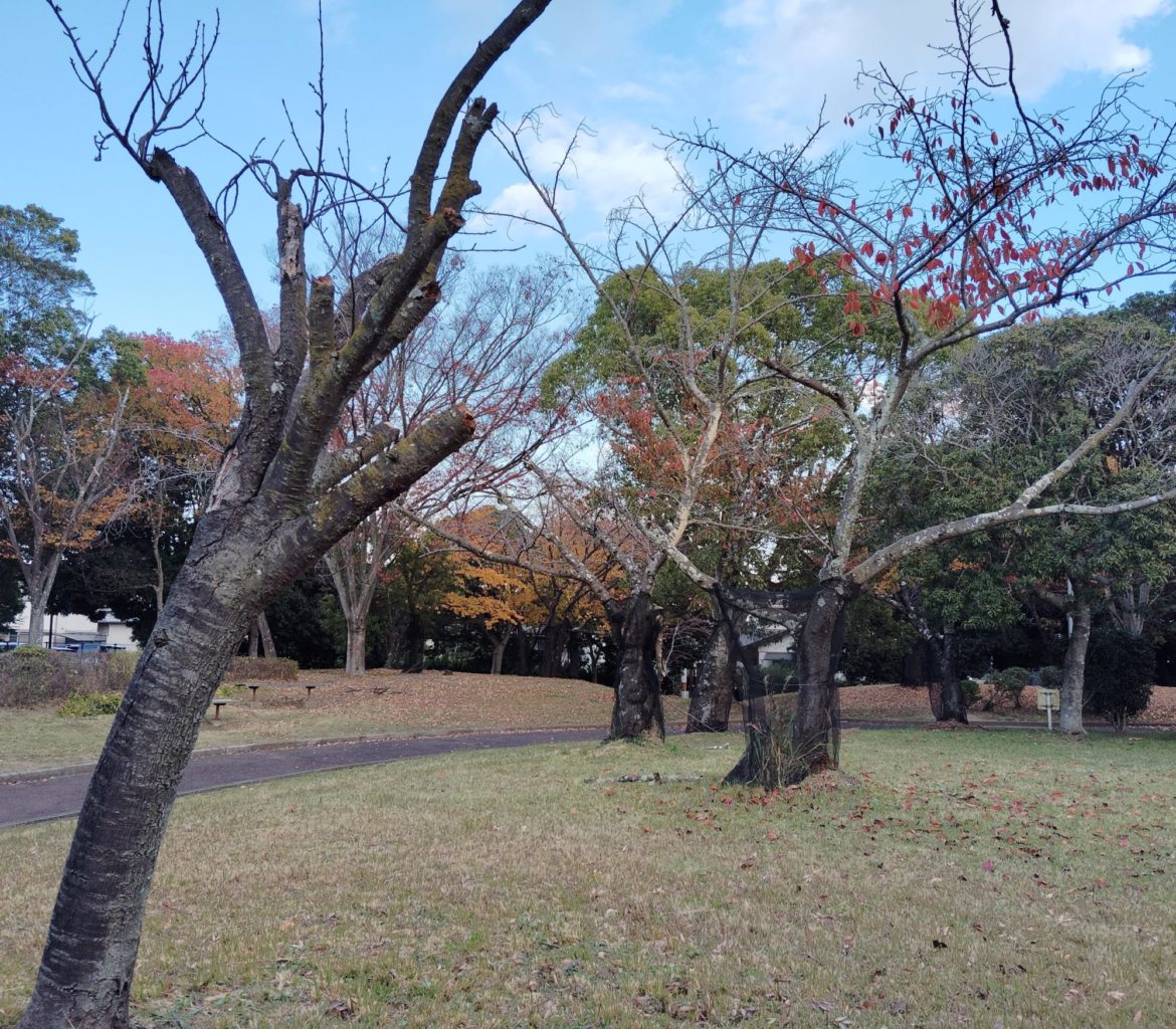 桜の立ち枯れ　御池台