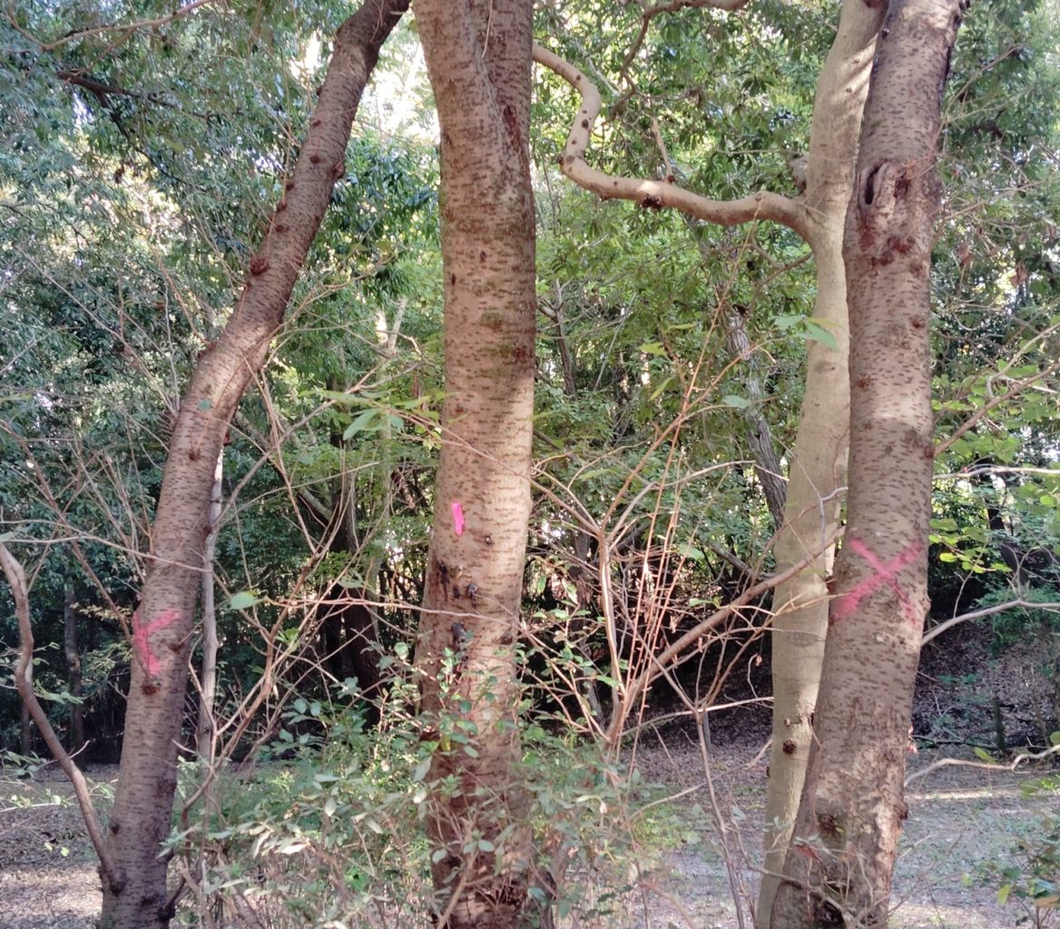 桜の立ち枯れ　新檜尾公園