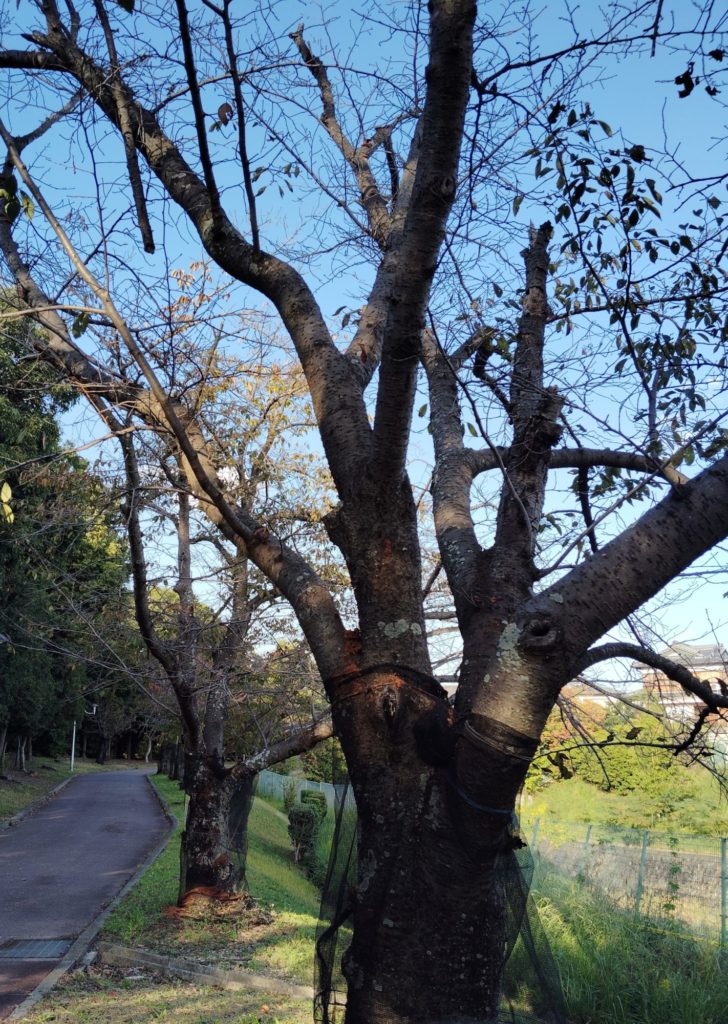 桜の立ち枯れ　鴨谷台