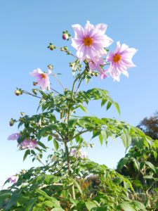 鉢ヶ峯　皇帝ダリア
