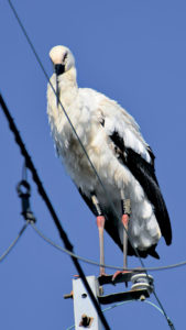 桃山台・K.Iさん