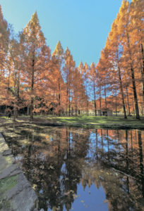 高倉台・ねこたろうさん
