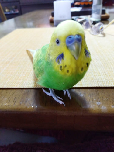［堺市南区］「セキセイインコ」のピーちゃんを探しています