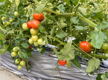 コスモス館　ミディトマト