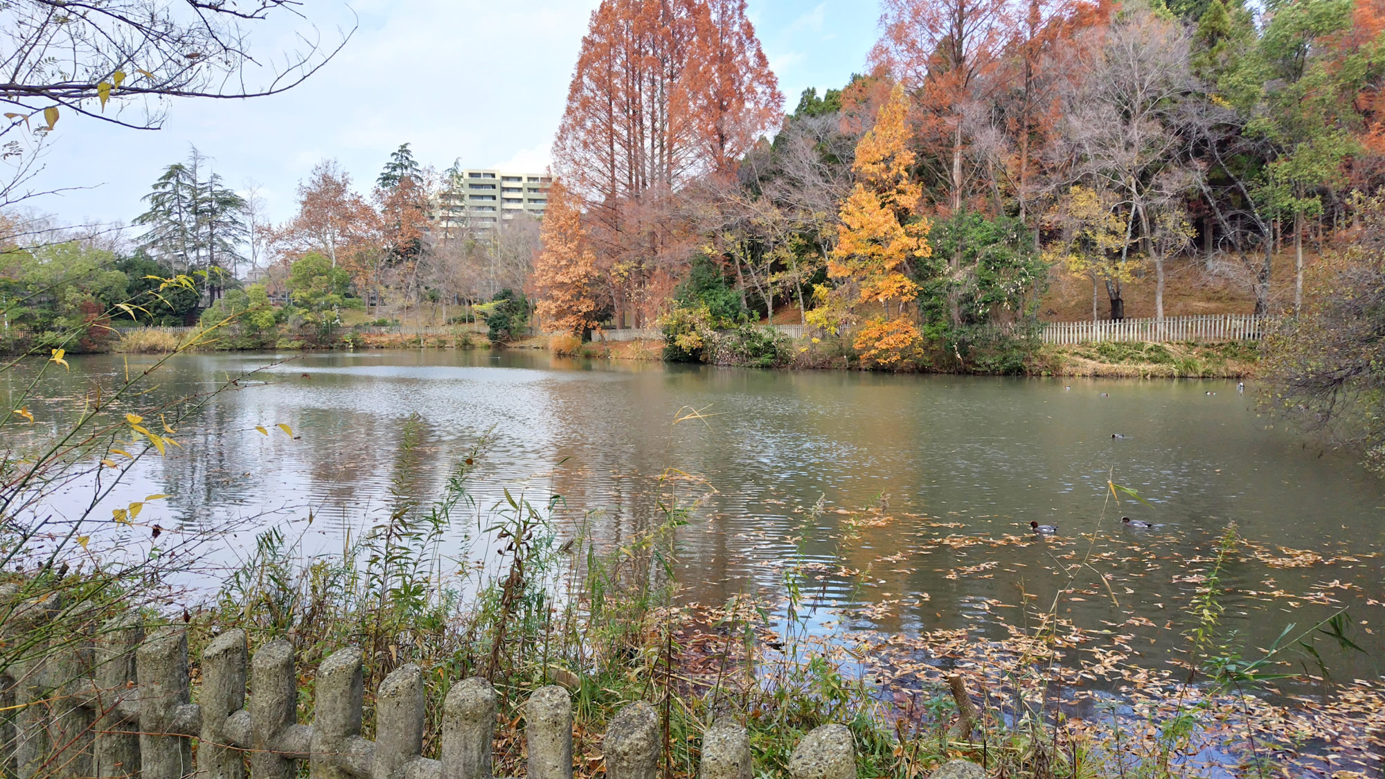 三ツ割池(晴美公園)