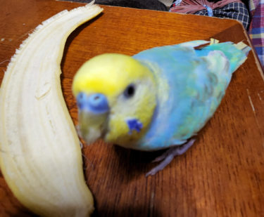 ［堺市中区］インコが逃げました【心当たり・投稿】